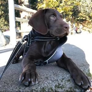 Meet your Posher, Cesar